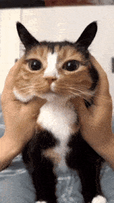 Mogu Mogu Cat Ear Massage GIF