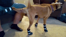 Dog The Pet Collective GIF - Dog The Pet Collective Pet GIFs