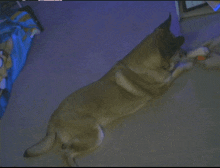 a dog is laying on the floor in front of a blue blanket