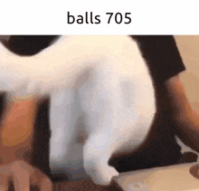 a picture of a cat with the words balls 705 on the bottom