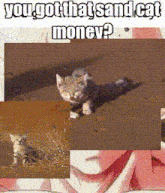 a picture of a kitten with the words you got that sand cat money