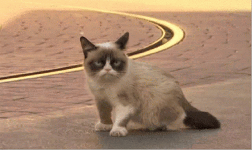 Grumpy Cat Fuck GIF - Grumpy Cat Fuck Swear - Discover & Share GIFs