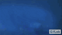 Gamera Gamera Rebirth GIF - Gamera Gamera Rebirth Gamera Rises From The Ocean GIFs