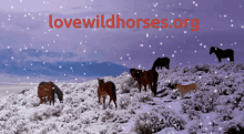 merry christmas lovewildhorses save wild horses winter snow