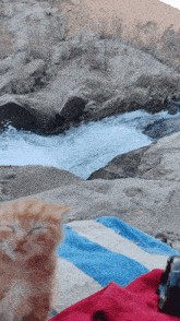 a cat with its eyes closed looks at a waterfall