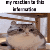 My Honest Reaction My Reaction To This Information GIF - My Honest Reaction My Reaction To This Information Komaru Cat GIFs