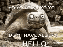 Turtle Hello GIF