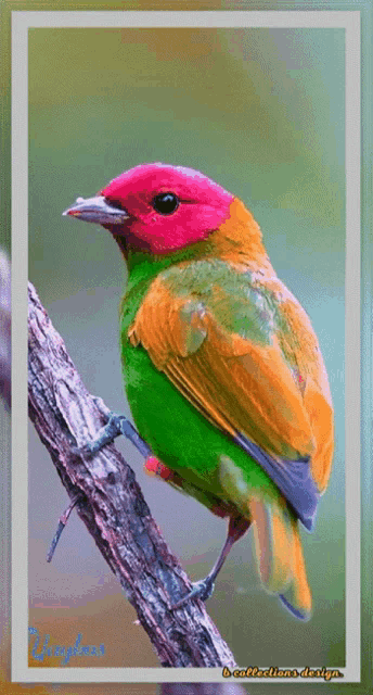 Bird Birds GIF - Bird Birds Morning - Discover & Share GIFs