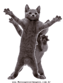 cat dancing cat cute happy exercise