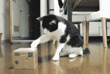 Cat What Is That GIF - Cat What Is That Kitten On The Box GIFs
