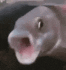 a close up of a dolphin with its mouth open and its eyes closed .