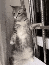 a cat is standing on its hind legs next to a window .