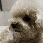 Comet Dog Cute Dog GIF - Comet Dog Cute Dog Comet GIFs
