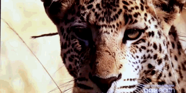 leopard eyes tumblr
