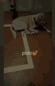 Plutooooo Piluto GIF - Plutooooo Piluto Pluto GIFs