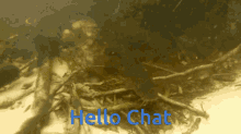 Catfish Hamfish GIF - Catfish Hamfish Hello Chat GIFs