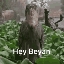 Hey Beyan GIF - Hey Beyan GIFs