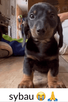 a picture of a dachshund puppy with the word sybau on the bottom
