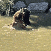a bear is swimming in a body of water with rocks in the background