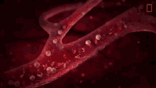 Toxoplasmosis GIF
