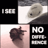 a picture of a seal and a cat with the words " i see no difference " on the bottom