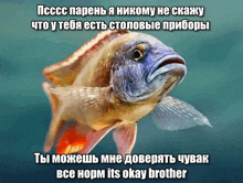 a picture of a fish with a caption in russian that says it 's okay brother