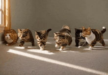 Cats Ai Generated GIF - Cats Ai Generated GIFs