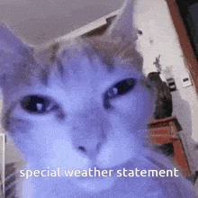 a close up of a cat 's face with the words special weather statement written below it