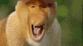 a close up of a monkey with its mouth open and its tongue sticking out