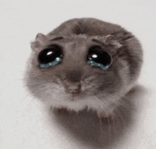 a hamster with tears coming out of its eyes is crying .