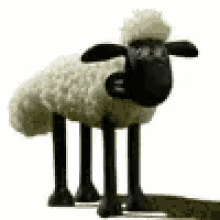 sheep shuan the sheep