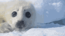 Harp Seal Pup Baby Seal GIF - Harp Seal Pup Baby Seal Looking Around GIFs