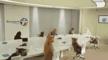 لقاء GIF - Meeting Cats Board Meeting GIFs