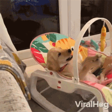 Pet Dog Viralhog GIF - Pet Dog Viralhog Playing GIFs