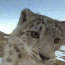 Snep Snow Leopard GIF