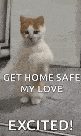 a cat is standing on its hind legs in a room and says `` get home safe my love excited ! ''