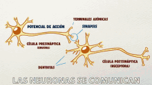 las neuronas se comunican curiosamente neuronas sistema nervioso comunicacion