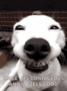 Funny Dogs Cute GIF - Funny Dogs Cute Smile GIFs