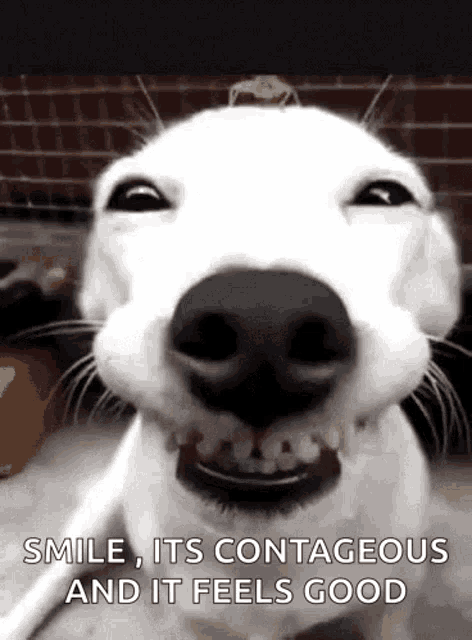 Funny Dogs Cute GIF - Funny Dogs Cute Smile - Discover & Share GIFs