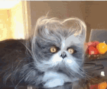 Heart Cat GIF - Heart Cat Angry Cat GIFs