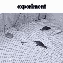 Seal Experiment GIF - Seal Experiment Meme GIFs