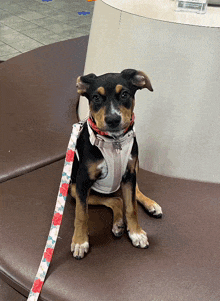 a small brown and black dog wearing a harness and leash sits on a couch