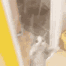 Cat Cat Dancing GIF