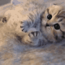 Cat кот GIF - Cat кот GIFs