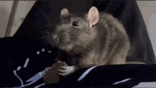 Mouse Hungry GIF - Mouse Hungry Cute GIFs