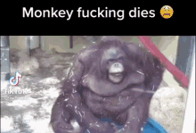 Monkey Dies GIF - Monkey Dies GIFs
