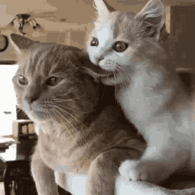 funny cats