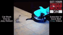 Sharkcat GIF - Shark Cat Duckling GIFs