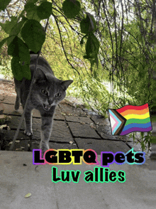 a picture of a cat with the words " lgbtq pets luv allies " below it