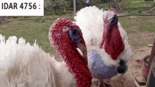 a couple of turkeys standing next to each other with adar 4756 written above them